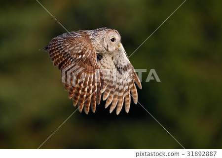 Flying Eurasian Tawny Owl, Strix aluco 31892887