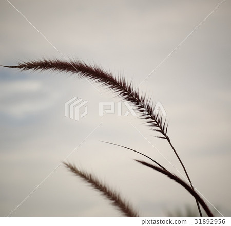 grass flowers 31892956