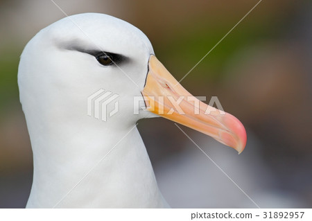 White Black-browed albratros, Thalassarche 31892957