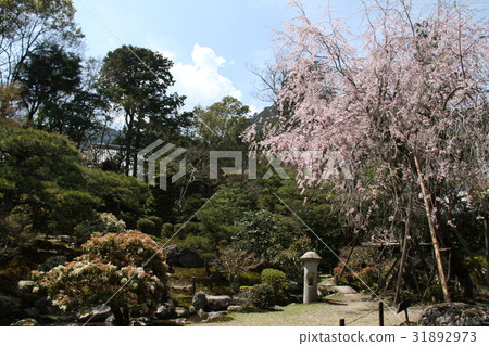 Old bamboo grove garden 31892973