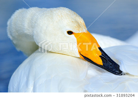 Whooper Swan, Cygnus cygnus, detail 31893204