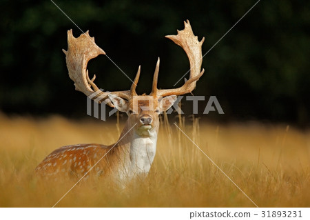 Bellow majestic powerful adult Fallow Deer Bellow majestic powerful adult Fallow Deer 31893231