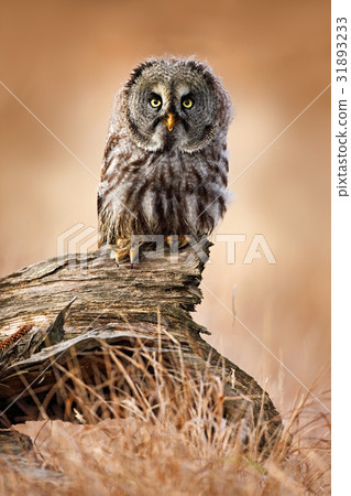 Great grey owl, Strix nebulosa, sitting Great grey owl, Strix nebulosa, sitting 31893233