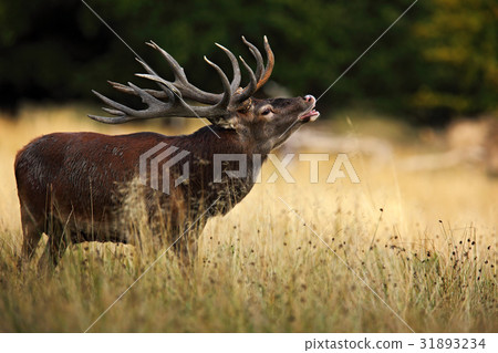 Bellow majestic powerful adult red deer stag Bellow majestic powerful adult red deer stag 31893234
