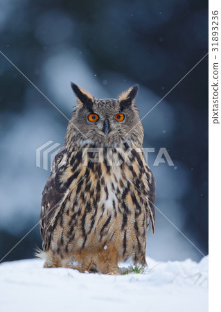 Big Eurasian Eagle Owl with snowy stump Big Eurasian Eagle Owl with snowy stump 31893236