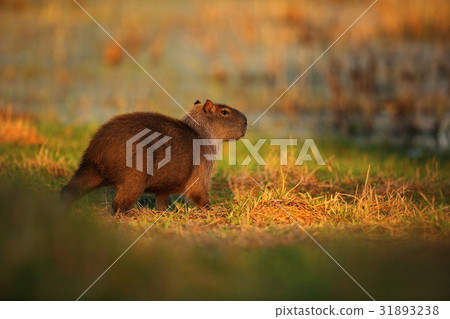 Biggest mouse around the world, Capybara Biggest mouse around the world, Capybara 31893238