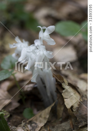 Ginko Ginko 31893595