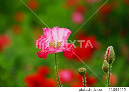 六月花培養皿罌粟和罌粟科96國家政府Michinoku森林湖濱公園 六月花培養皿罌粟和罌粟科96國家政府Michinoku森林湖濱公園 31893955