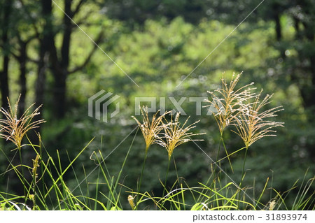 Miscanthus 31893974
