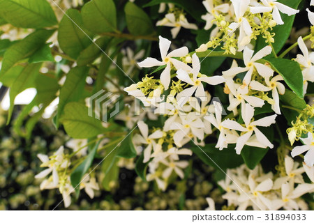 jasmine 31894033