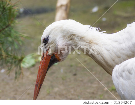 White stork Ciconia ciconia 31894267