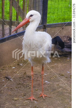White stork Ciconia ciconia White stork Ciconia ciconia 31894276