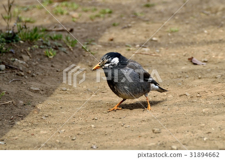 Mokudori at the wild bird Sengawa adjacent park in Mitaka, Tokyo 31894662