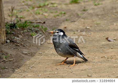 Mokudori at the wild bird Sengawa adjacent park in Mitaka, Tokyo 31894664