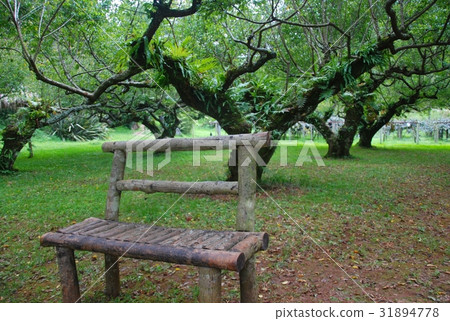 The empty wooden timber bench in nature. The empty wooden timber bench in nature. 31894778