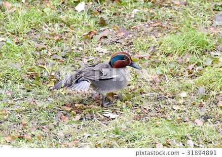 在東京三鷹的野生鳥類在Sengawa River Cocadomia的草原上做羽毛 31894891
