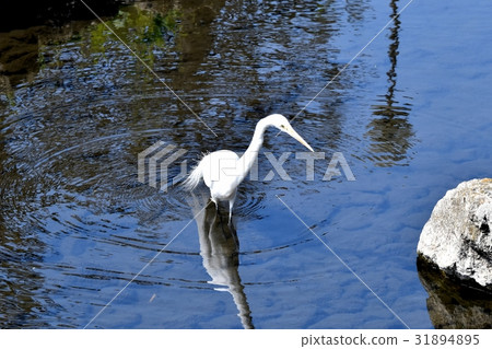 野生鳥在三鷹，走在Sengawa淺的東京Daisuke 31894895