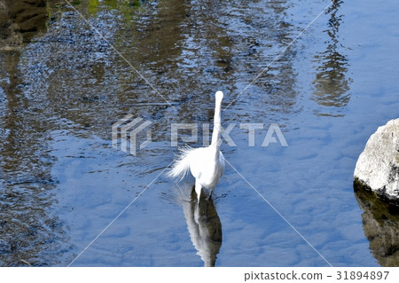 在三鷹，東京大崎的野生鳥站立在Sengawa淺 31894897
