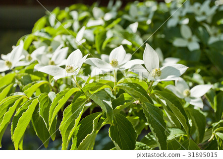 Yamagori (Yamaboshoshi) 31895015