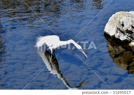 Wild bird in Mitaka, Tokyo Daisaki standing at Sengawa Shallow 31895017