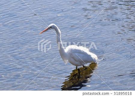 在三鷹，東京大崎的野生鳥站立在Sengawa淺 31895018