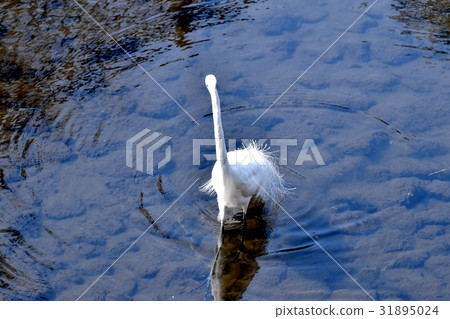 Wild bird in Mitaka, Tokyo Daisuke walking in Sengawa Shallow 31895024