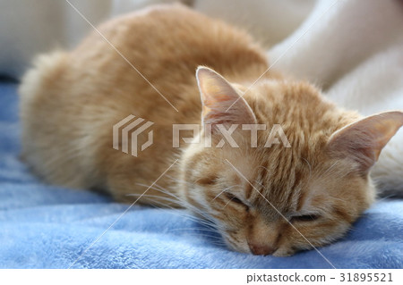 睡貓 睡貓 31895521
