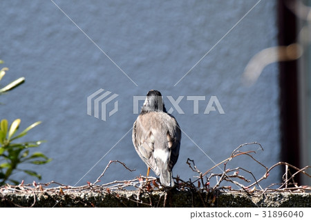 Mokudori sticking to the block wall of a private house in the wild bird Senkawa Park in Mitaka, Tokyo Mokudori sticking to the block wall of a private house in the wild bird Senkawa Park in Mitaka, Tokyo 31896040