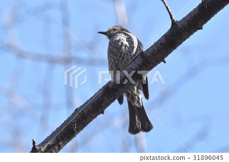 布朗有耳的Bulbulous在Soragawa公園死的樹,一隻野生鳥在Mitaka,東京 布朗有耳的Bulbulous在Soragawa公園死的樹,一隻野生鳥在Mitaka,東京 31896045