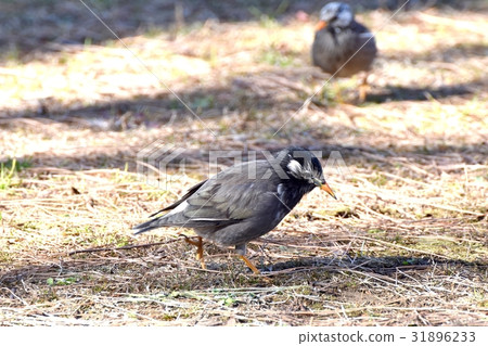 Mokudori at the wild bird Sengawa adjacent park in Mitaka, Tokyo 31896233