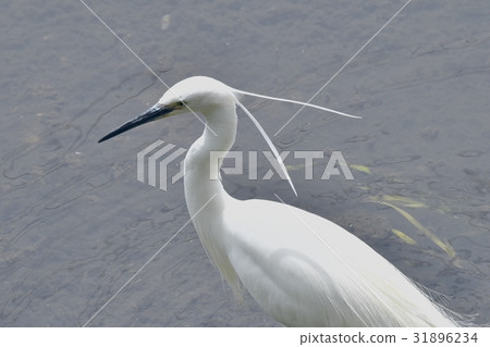 Wild bird in Mitaka, Tokyo Midori Sagawa Kosagi leaving married color at the edge of eyes standing at shallow 31896234