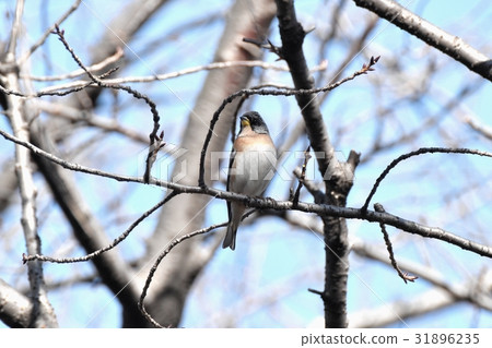Attrike Attacking to Dead Trees at Wild Bird Senkawa Park in Mitaka, Tokyo Attrike Attacking to Dead Trees at Wild Bird Senkawa Park in Mitaka, Tokyo 31896235