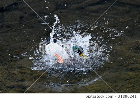 在三鷹,東京的野生鳥,在Sengawa沐浴的野鴨的野鴨 在三鷹,東京的野生鳥,在Sengawa沐浴的野鴨的野鴨 31896241