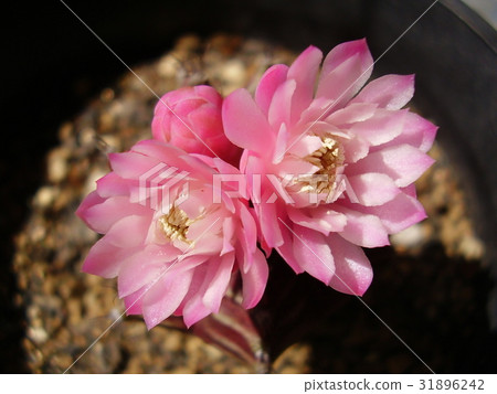 Hibotan花2 31896242