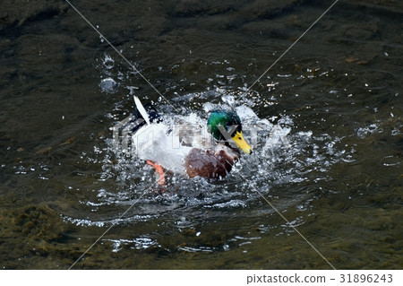 在三鷹，東京的野生鳥，在Sengawa沐浴的野鴨的野鴨 31896243