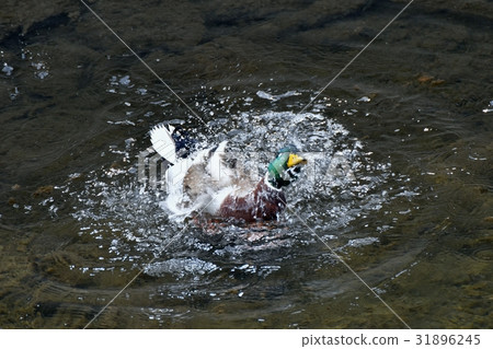 在三鷹，東京的野生鳥，在Sengawa沐浴的野鴨的野鴨 31896245