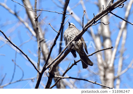 布朗有耳的Bulbulous在Soragawa公園死的樹，一隻野生鳥在Mitaka，東京 31896247
