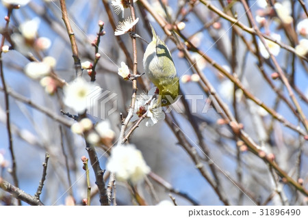 在東京三鷹的野鳥它堅持Sengawa走道Meadillo的魷魚 31896490