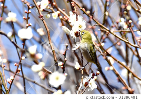 在東京三鷹的野鳥它堅持Sengawa走道Meadillo的魷魚 31896491