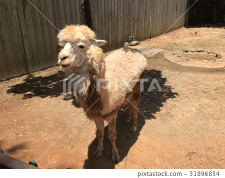 草泥馬 草泥馬 31896854