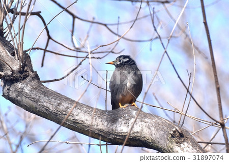 Mokudori sticks to the dead tree of the wild bird Senkawa promenade of Mitaka, Tokyo Mokudori sticks to the dead tree of the wild bird Senkawa promenade of Mitaka, Tokyo 31897074