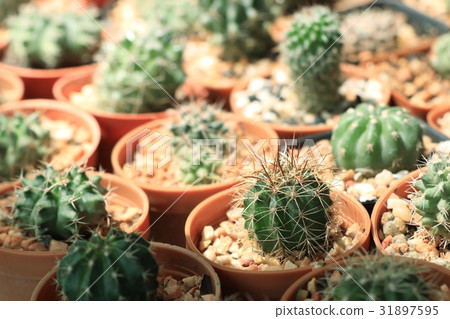 cactus cactus 31897595