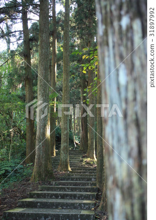 林中步道 31897992