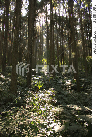 一灑陽光 31897993