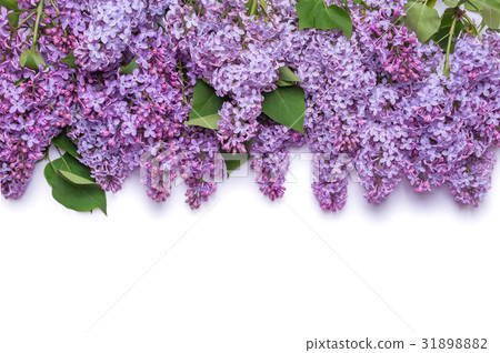 Border of lilac flowers. A bouquet of purple flowers is isolated on white background.  31898882
