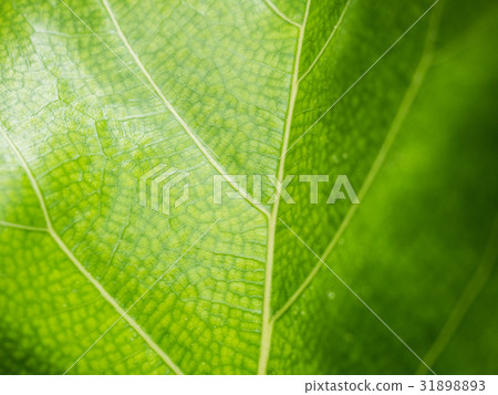 Green leaves background. Leaf texture of Ficus Lyr Green leaves background. Leaf texture of Ficus Lyr 31898893