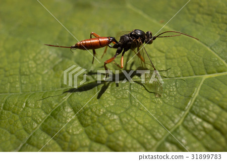 Closeup photo of Dolichomitus dux in the garden 2 31899783