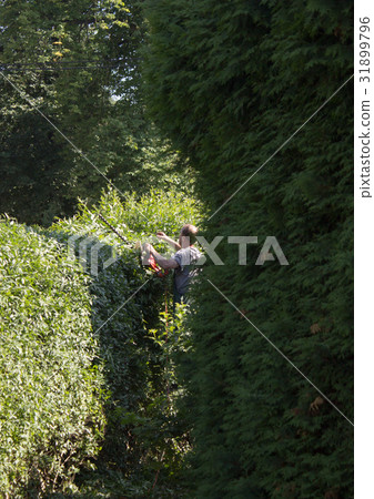 A gardener cutts the hedge 31899796