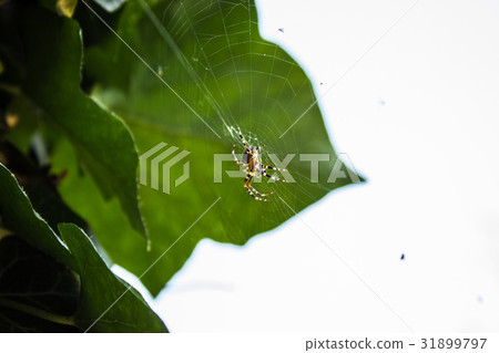 Spider basking in the spring sunshine Spider basking in the spring sunshine 31899797