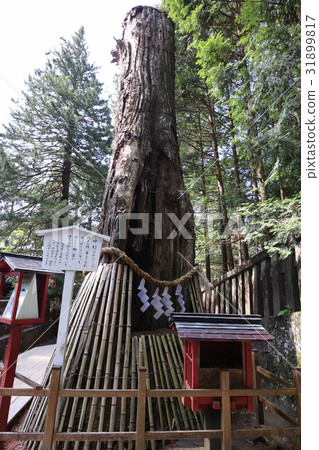 Nikko Toshogu Shrine Okumiya cypress 31899817